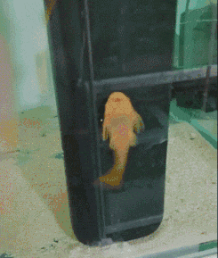 鸡冠|搞笑动态图GIF: 司机你这车今天梳的是鸡冠头吧