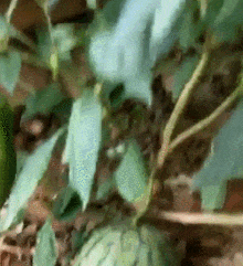 老远|搞笑gif: 老远看去还以为是门把手,亏我没直接伸手