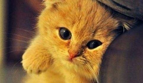 丈母娘|幽默笑话:丈母娘对我老婆喊道:闺女,你老婆说你坏话!