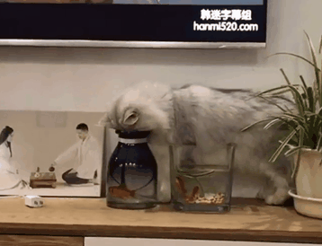 怎么办|搞笑GIF:大热的天,挤公交就是难受啊,怎么办!