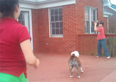 惨烈|搞笑gif：车祸现场，画面惨烈，超有爱的一家