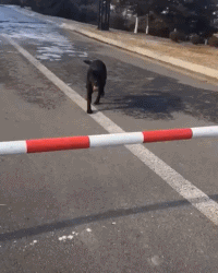 拔河|搞笑GIF：拔河促进团结，但就是有点费鞋