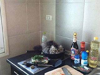 这件|爆笑GIF:狗子,这件事够你吹一辈子