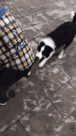 哥们|搞笑GIF：哥们，你这是在哪打球啊，我要和你比赛一场。