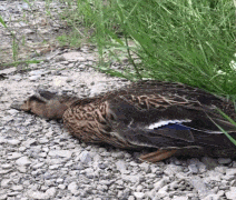 鸭子|搞笑动态趣图GIF:和喵瞄们一起狂欢。