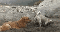 队友|遇上坑爹的狗队友,总是让人毫无防备又哭笑不得!