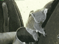 缓慢|搞笑GIF：都说我们行动缓慢，只是没遇到外界环境刺激