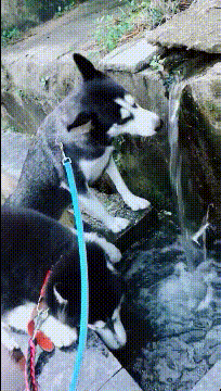 姑娘|搞笑GIF趣图:小姐姐，自来水不能直接喝的，以后不要这样啦！