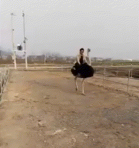 稀奇|搞笑GIF:①老外干活真稀奇: