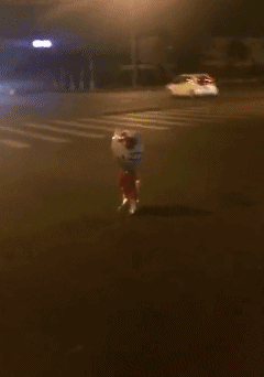 套路|GIF搞笑趣图:你以为我就没有看到你的套路吗?想着我没智商呢