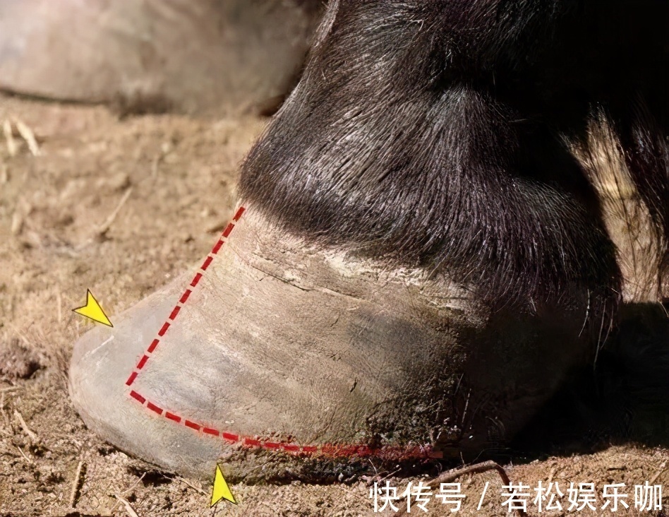 为什么驯养的马要定期换马掌而野马不用钉掌也能跑得很快