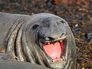 悟空|搞笑gif图:悟空来扶师父上马!!!!!!!