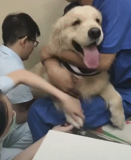 草地|搞笑GIF：这草地有点刺激啊。。。