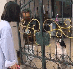 士奇|搞笑GIF趣图:哈士奇整天就知道玩,金毛已经开始干活了