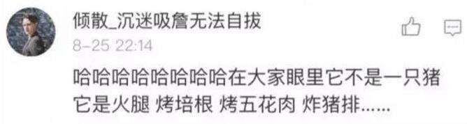 师兄|那只从台风中救出来的猪，被恶搞成表情包了