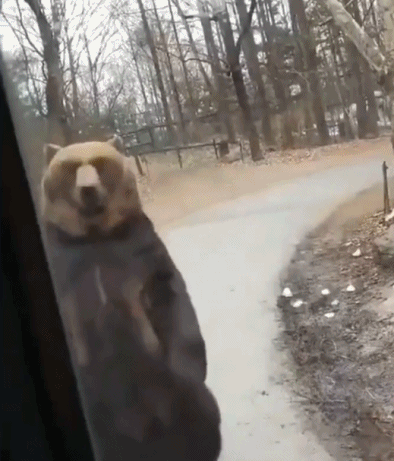 这是|搞笑GIF，开车注意安全，看了笑不停的动图