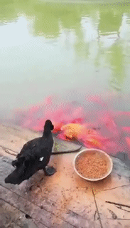 只要功夫深|搞笑GIF：我有点懵呀！