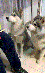 天都|搞笑GIF: 哥们, 我就不揭穿你了, 好自为之