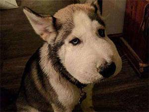 捅马蜂窝|这就是我有车还不卖牛的原因