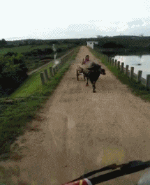 这位|长得都一样漂亮的空姐, 有点看不过来了