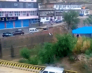 青菜|趣味GIF：养了一只佛系的猫，特别喜欢吃青菜?