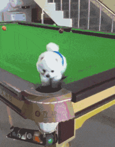 三条|搞笑GIF:要不要这么激烈