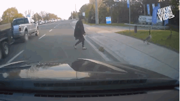 司仪|这是我见过最好看的布偶猫