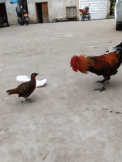 这是|GIF搞笑趣图:你们这是发生什么矛盾了,竟然打的这么凶!