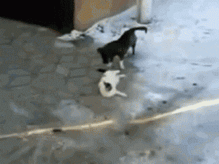 寻常|搞笑动态图GIF: 我说了本汪会功夫，不想挨揍你就乖乖的给我回去。