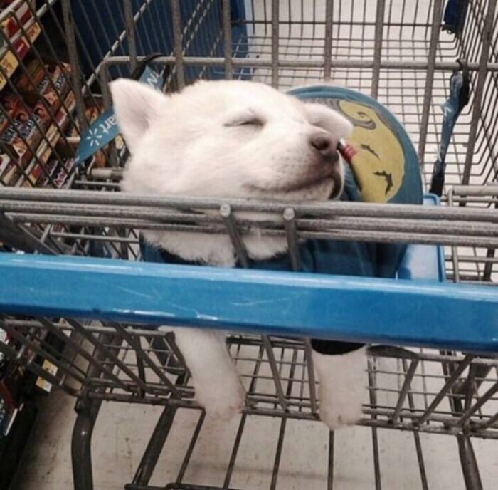 儿子|逗乐一家人的幽默笑话，只要一分钟，笑掉大牙！