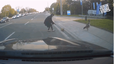 司仪|这是我见过最好看的布偶猫