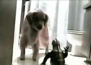 姐姐|搞笑GIF: 别走姐姐, 我就跟你聊聊天, 不抢你吃的