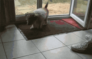 情书|搞笑GIF:我真的不想让抱着,我只是想下来跑一会!