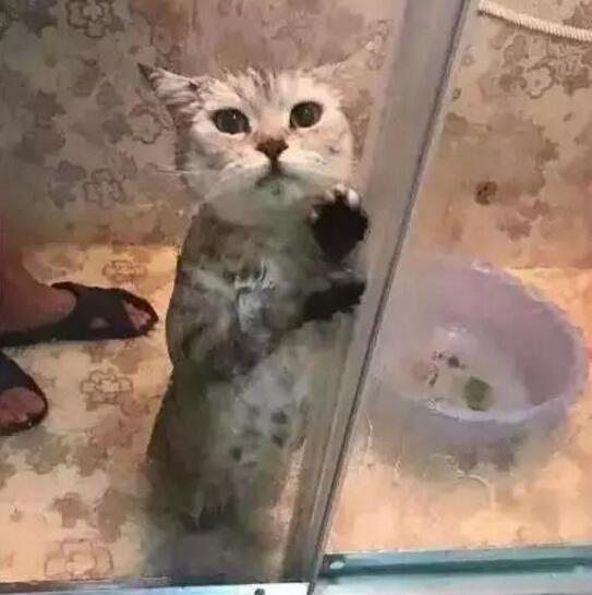 好不容易|养只猫容易吗,小家伙4个月没洗澡,还浪费精彩的周末,真尴尬!