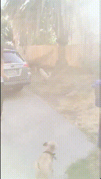 咸蛋|搞笑GIF：?我家狗也不知道受了什么刺激，我该怎么开口问问它呢