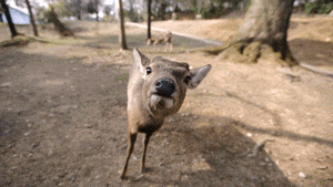 没意思|爆笑GIF图：你还是太年轻了，不要高兴得太早了