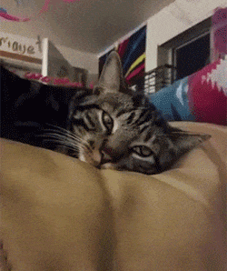 螃蟹|搞笑GIF: 还好以前练过一字马，不然这活没法接！