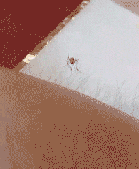 就是|搞笑Gif: 狗: 咦, 为什么你伸舌头就是比我快呢?