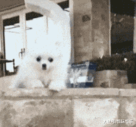 不好过|gif搞笑动图: 日子真心不好过啊,猴哥都出来卖橘子了诶