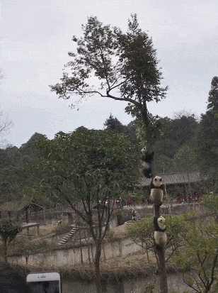 还是|搞笑GIF趣图：妹子，你到底是冲浪呢，还是太浪呢