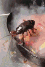 耗子|搞笑gif:现在的猫到底还能不能抓耗子了