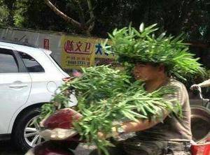 凉快|狗子:我真的不想吃,一点都不想吃,不信你看我的口水