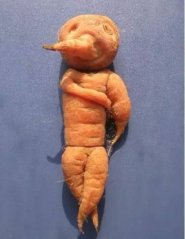 莫言|活捉一枚混进土豆家族里的人类卧底！