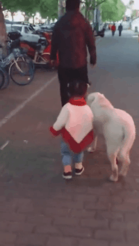 茶缸子|搞笑GIF：姑娘，你用裙子也能捕到鱼呀！厉害了哈