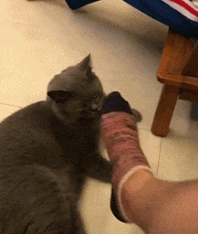 好吃|搞笑GIF 狗子：快扶我起来，我还能喝