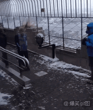 搞笑图片|搞笑图片：南方大雪，最开心的竟然是这群猪~