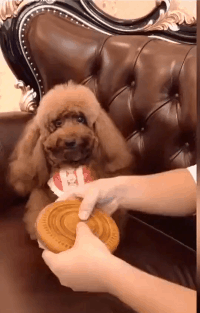 紧身|搞笑GIF:闪避技能点满