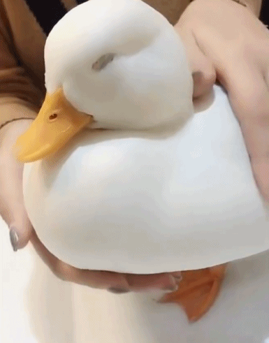 这是|搞笑GIF，开车注意安全，看了笑不停的动图