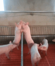 皮管|搞笑GIF: 事实证明, 有车不怕找不到女朋友