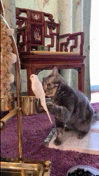 大妈|搞笑GIF图：娶到了这样的老婆，每天工作在辛苦也愿意啊